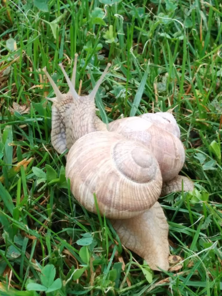Animal. Derniers jours de congés, tout est lent, mais tellement beau
